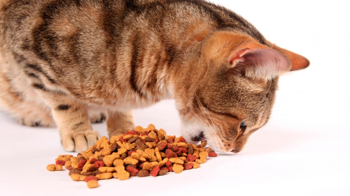 Alimentación saludable para gatos adultos